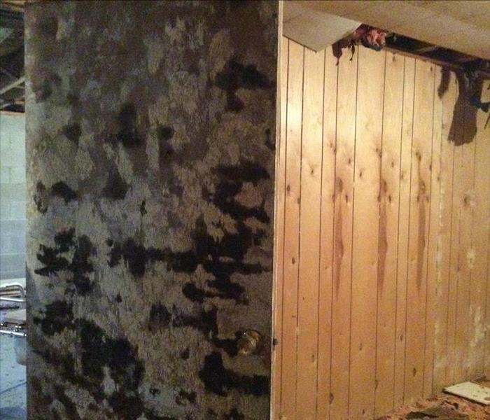 Mold growth on basement door