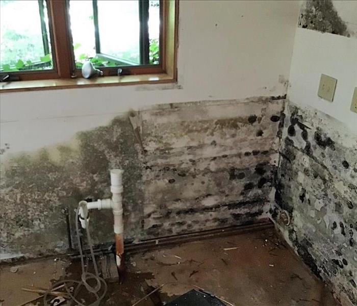 Mold growth on wall from extensive water damage